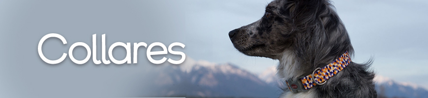 Collares para perros en Chile
