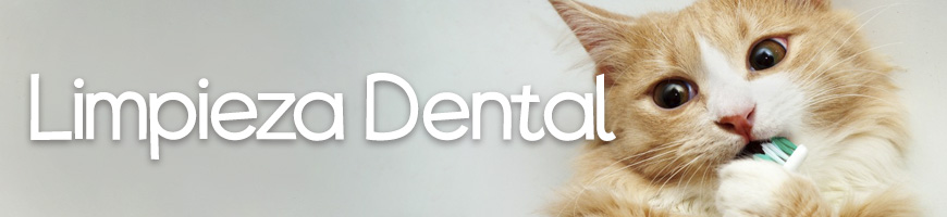 Cuidado Oral y Limpieza Dental para gatos en Chile