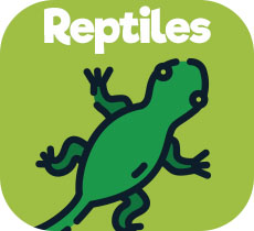 Alimentos y accesorios para reptiles